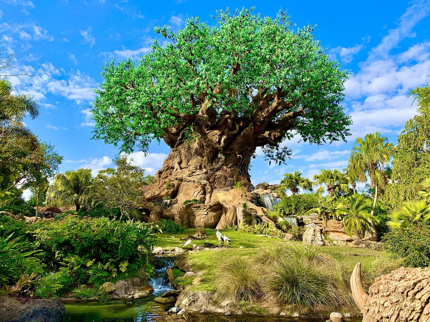 Tree of Life